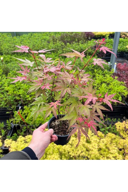 листя весною аcer Phoenix 